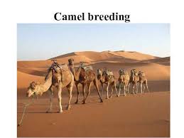 The animal most used for. Camel Breeding Vocabulary Colt
