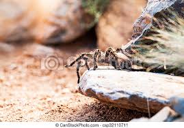 We did not find results for: Striped Knee Tarantula On Rock Full Length Side View Of Striped Knee Tarantula Aphonopelma Seemanni On Rock Canstock