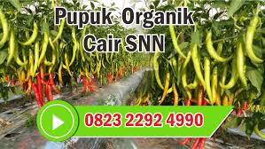 Hub 0823 2292 4990 Toko Pupuk Pertama Cabe Rawit Sumenep Harga Pupuk Pohon Cabe Rawit Trenggalek Pupuk Cabe Rawit Musim Hujan T Tanaman Petani