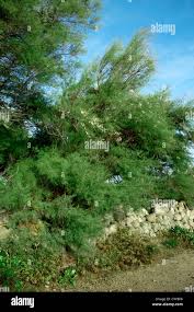 Image result for Tamaricaceae