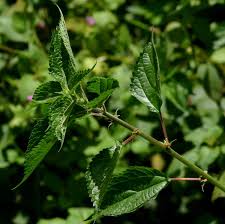 Image result for Pouzolzia