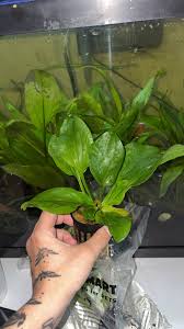 What are these aquarium plants?