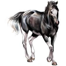 Image result for howrse