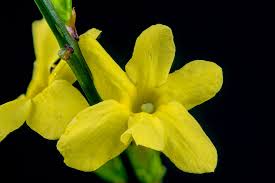 Image result for Jasminum nudiflorum