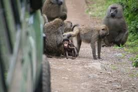 Image result for Pyrostria bibracteata