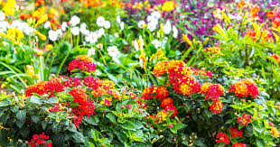 A Cottage Esque Perennial Planting Southern Living Plants Plants Perennials