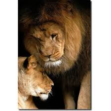 Pin By Kenneth Ennis On Stephen W Oachs Animal Prints Animals Animals Beautiful Lion Love