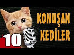 konusan kediler 10 en komik kedi videolari youtube