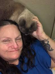 Sphynx kitten for adoption with blue eyes