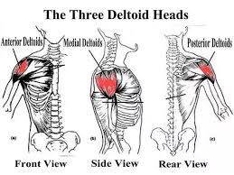 How To Bench Press So That My Shoulders Are Not Affected Quora