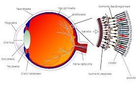 Oko ludzkie podobne jest do aparatu fotograficznego. Mozg W Siatkowce Oka Glos Pomorza