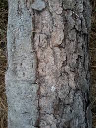 If you're lucky, some pieces may already contain beetle grubs which could hatch and populate your garden. How To Identify Wood Logs Types Of Wood And Their Characteristics
