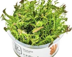 Image result for Marsilea minuta