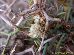 Image result for Cuscuta planiflora
