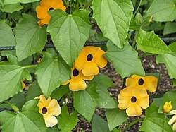 Image result for Thunbergia vogeliana