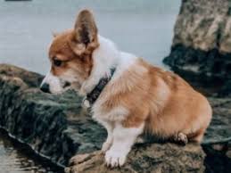 View our puppies online or come into our store to see them in person. 5 Best Corgi Breeders In New York 2021 We Love Doodles