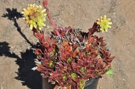 Maybe you would like to learn more about one of these? Top 9 Most Unique Red Succulents In The World Succulents Network