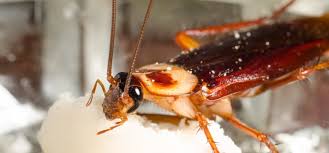 Image result for how quickly does baking soda kill roaches
