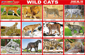 We did not find results for: Spectrum Educational Charts Chart 125 Wild Cats