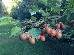 Using pear trees on your property. A Pearfect Nightmare Indiana Yard And Garden Purdue Consumer Horticulturepurdue University Indiana Yard And Garden Purdue Consumer Horticulture
