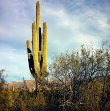 Though there are a few varieties of cacti that have leaves, these are in the distinct minority. Plant Adaptations To Environmental Changes Ck 12 Foundation