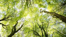 Leading with Nature: Regenerative Leadership for Women