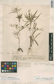 Image result for Panicum brazzavillense