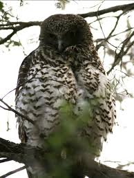 Perhaps some of the favorite prey items of most. Powerful Owl The Australian Museum