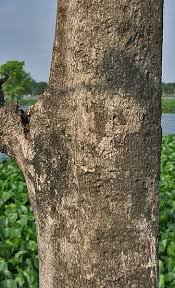 Image result for Tectona grandis