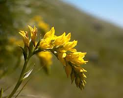 Image result for Schizochilus