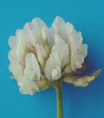 Image result for Trifolium semipilosum