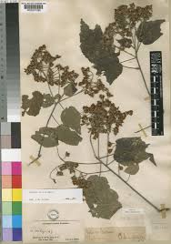 Image result for Dombeya kirkii