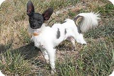 Because a puppy can inherit any combination of traits from their parents, it's important to ask about the other parent breed in the mix. 12 Chihuahua Chinese Crested Mix Ideas Chinese Crested Chihuahua Chihuahua Mix