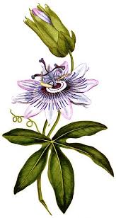 Passiflora Coerulea 1787 Passiflora Caerulea Wikipedia La Enciclopedia Libre Dibujo Botanico Dibujos Botanicos Ilustracion Planta