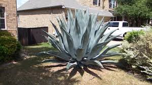 The farmers of the agave cactus from which the spirit is. How To Care For An Agave Plant And Help It Grow Huge Youtube