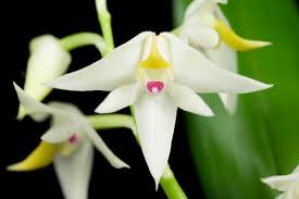 Image result for Polystachya fallax