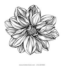 Dahlia Flower Black White Outline Illustration Stok Illustrasyon 1511307680 Dahlia Flower Tattoos Dahlia Tattoo Calf Tattoo