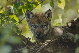 Image result for wolf cub