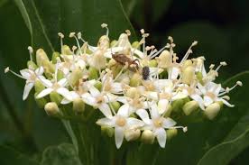 Image result for Sericorema sericea