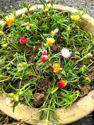 Kini, hasil pendapatan dari tanaman bunga ros jepun di halaman rumahnya di tapak seluas 100 kaki persegi itu melebihi rm4,000 sebulan. Nampak Kering Jangan Biar Terus Mati Buat Begini Untuk Pastikan Ros Jepun Kembali Subur Berbunga Lebat Vanilla Kismis