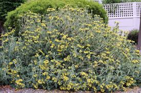 Image result for Phlomis fruticosa