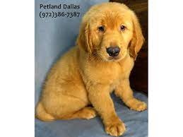 Click on a breeder to find out information about their puppies for sale, including descriptions, videos, pictures and contact information. Golden Retriever Puppies Petland Dallas Tx