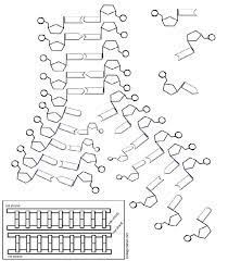 Dna clipart black and white. Pin On Biotech