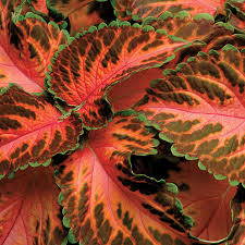 Image result for Coleus shirensis