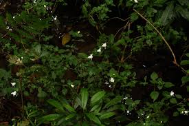 Image result for Acanthopale confertiflora