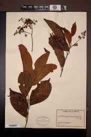 Image result for Corynanthe