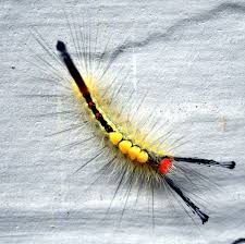 Black And White Spotted Caterpillar With Red Head On Azaleas Tussock Moth Caterpillar By Trish Via Atrishoutofwater Many Species Exhibit Four Characteristic Moth Caterpillar Weird Insects Fuzzy Caterpillar