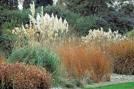 Hardy Heathers Rhs Gardening