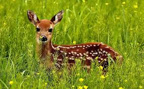 Wildlife Photography Hd Desktop Wallpapers 4k Hd You will enjoy the majesty of oahu and maui islands, explore the oregon coast. hd desktop wallpapers 4k hd