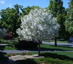 Crabapples are among the most common residential landscape trees in alberta, and for good reason. Crabapple Trees Spring Tree Farm Barrie Innisfil